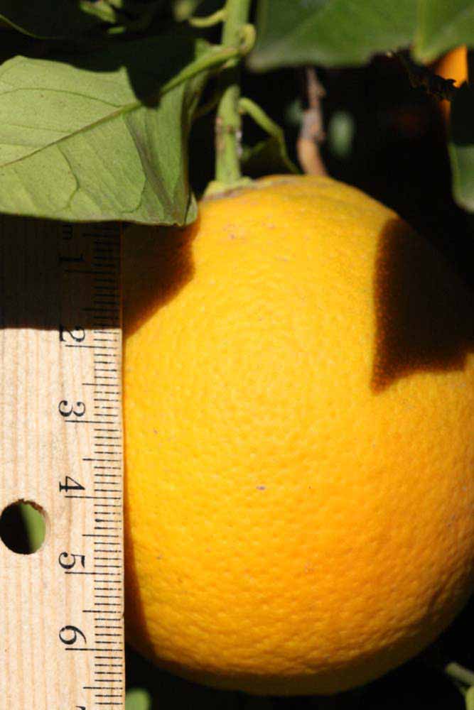              Fruit (Riverside, CA)       